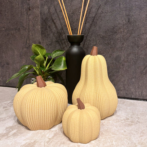 🎃 Pumpkin - Pack of 3